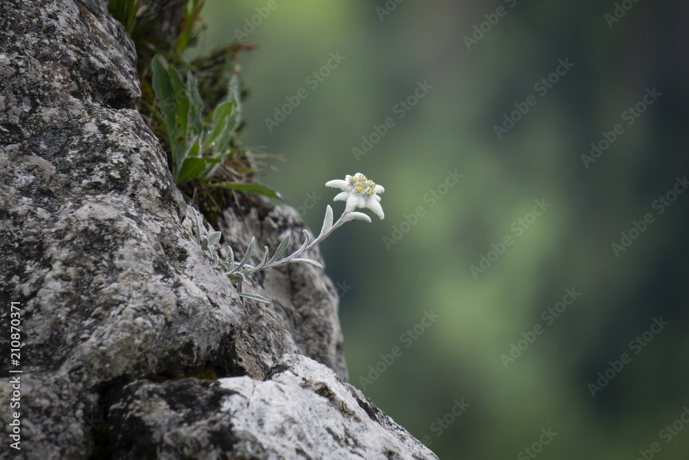 Edelweiss protected rare flower in the Tatra Mountains. Edelweiss protected rare flower in the Tatra Mountains.