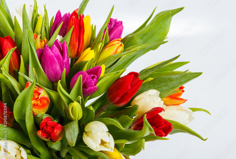 Mix of spring tulips flowers near grey wall Mix of spring tulips flowers near grey wall