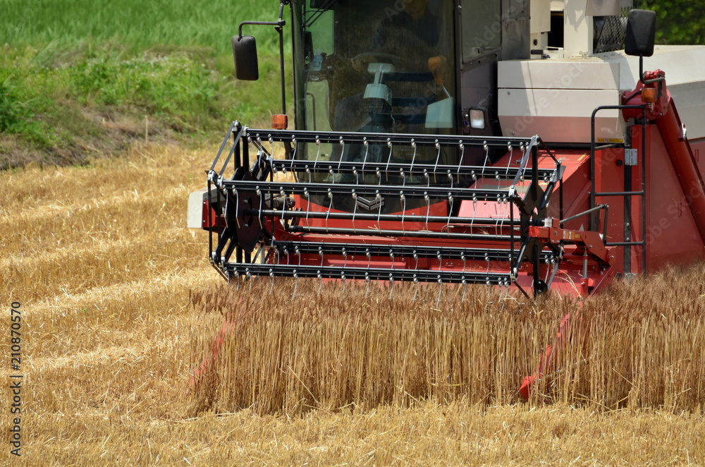 Fototapeta premium 麦刈り