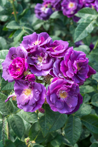 Wonderful pink roses blooming in the garden