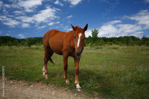 Wild horses walking in the walley