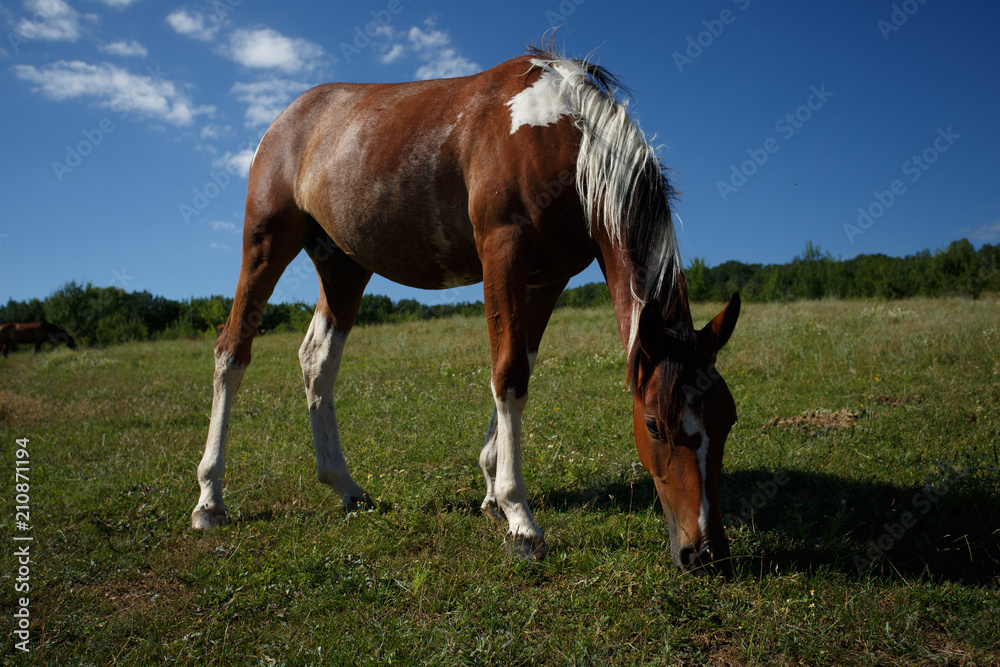 Obraz premium Wild horses walking in the walley