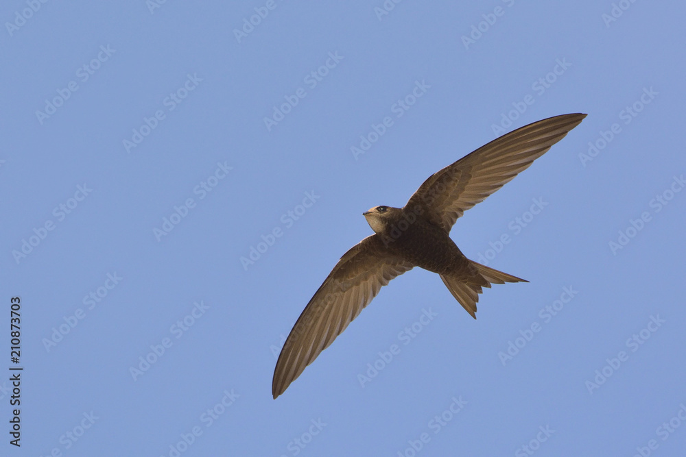 Fototapeta premium Apus apus (Common Swift, European Swift, Swift), Greece