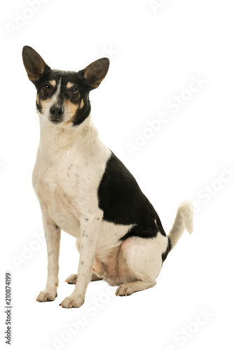 Dutch boerenfox terrier dog sitting facing the camera isolated on a white background