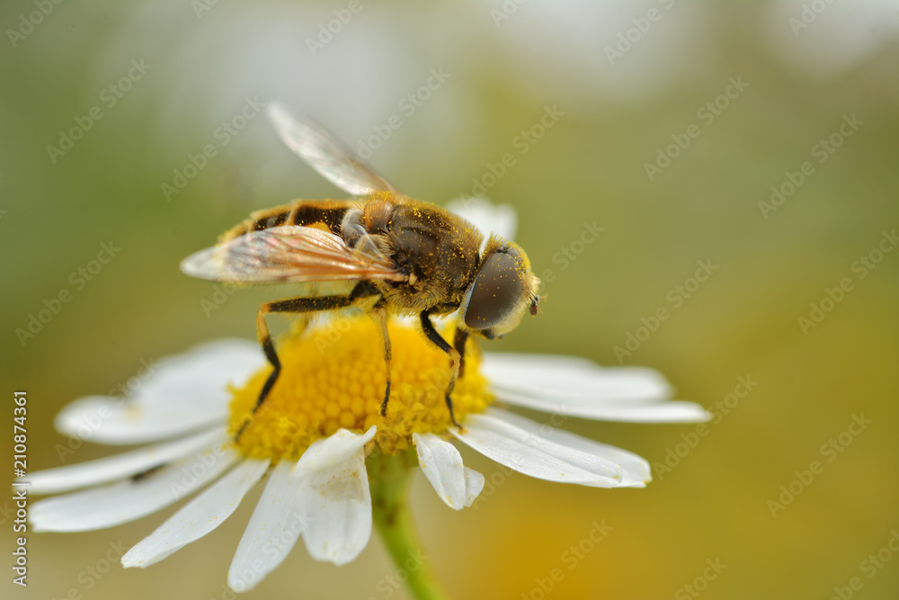 Flower bee on flower in its natural environment Flower bee on flower in its natural environment