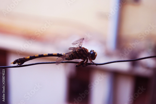dragon fly so fascinating 