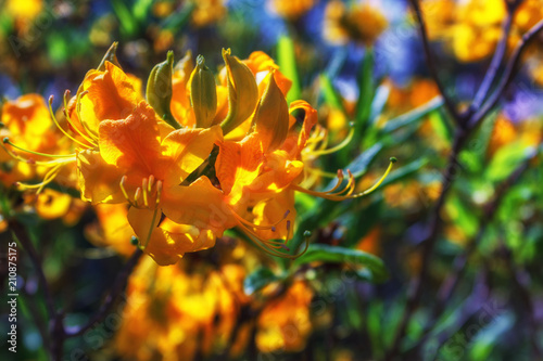 Colorful floral background of flowers. Flowering bushes. photo