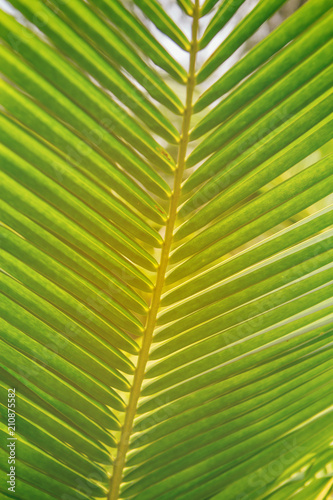 Green palm leaf