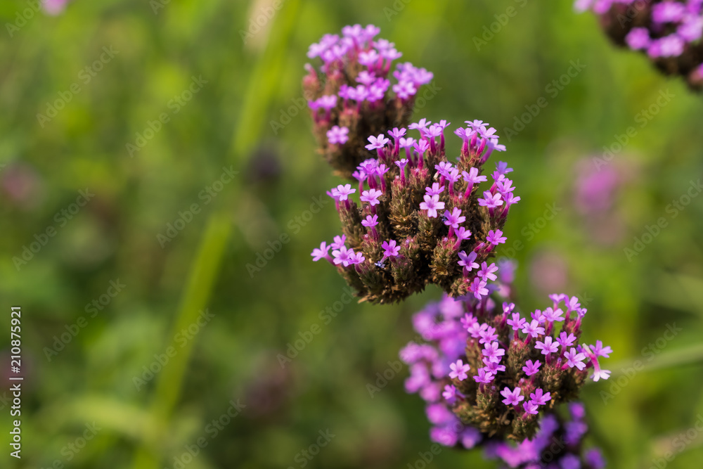 Purple lavender in a beautiful garden. Purple lavender in a beautiful garden.