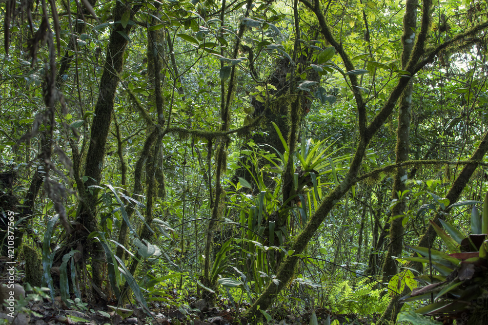 Fototapeta premium Lush temperate rainforest hosting tropical plants, trees, mosses, and bromelieads
