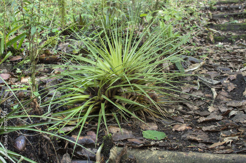 Beautiful tillandsia airplant on forest floor
