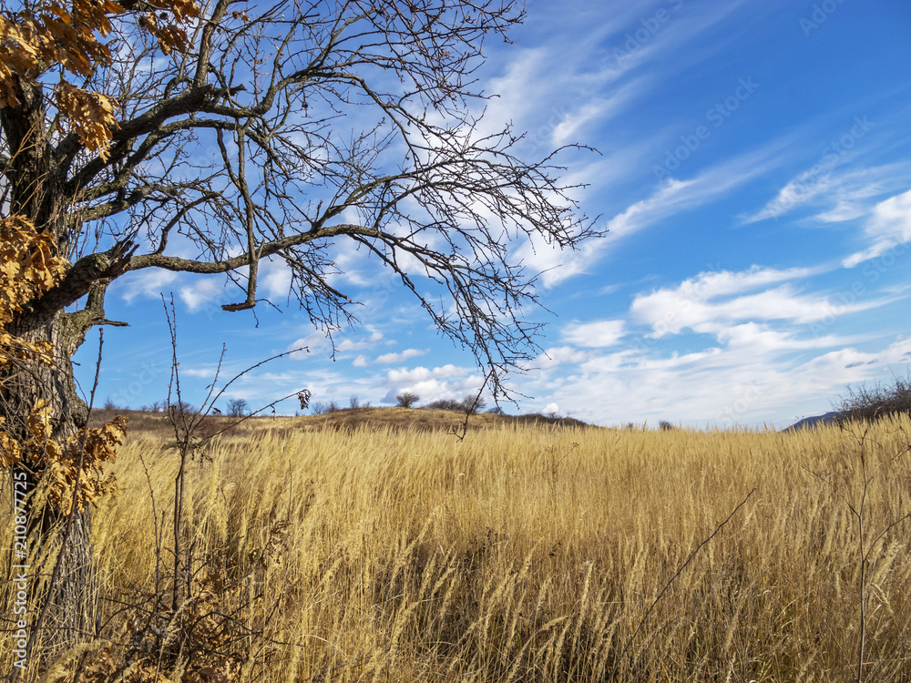 Obraz premium Beautiful December landscape with winter vegetation against a deep blue sky with tender clouds