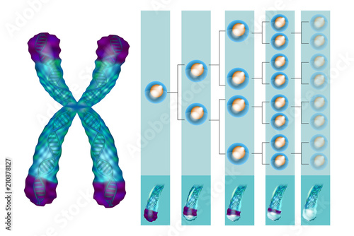 Illustration showing the position of telomeres at the end of our chromosomes. Telomere shortening - with every cell division and during different pathological processes. photo