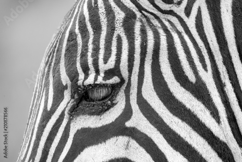 Zebraportrait photo