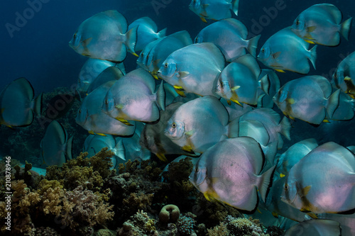 Orbicular spadefish (Platax orbicularis) swimming over the reef, with large rounded silver body with yellow in fins and dark stripes.