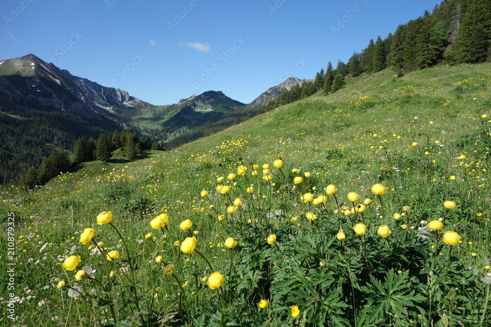 Trollblumenwiese mit Bergkulisse - Vorarlberg - Österreich