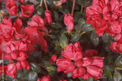 Floral background azalea lush buds red.