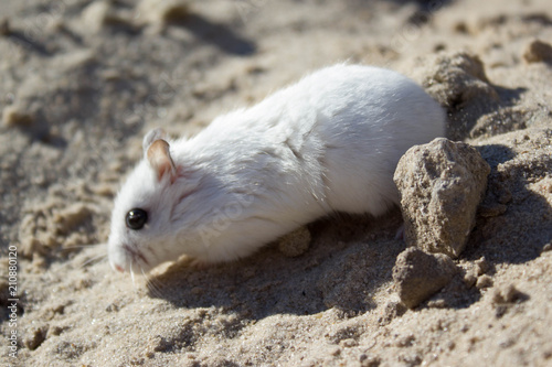 On the nature of a mouse, a dzhungar hamster walks photo