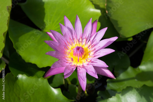 lotus flower plant in water