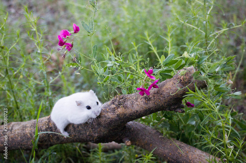 on a log the Dzhungar hamster photo