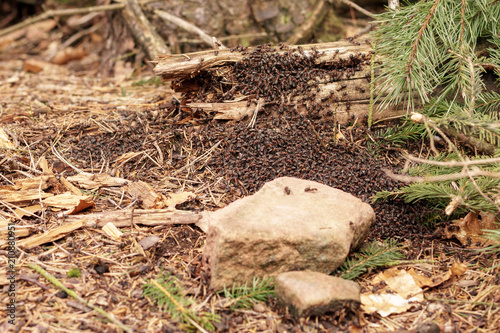 Massive anthill in forest with huge amount of ants.