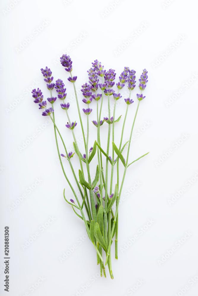 Lavender flowers on a white background