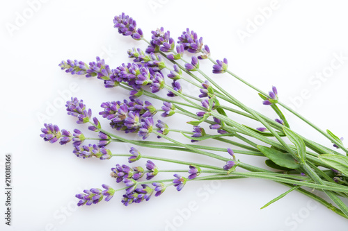 Canvas Print Lavender flowers on a white background