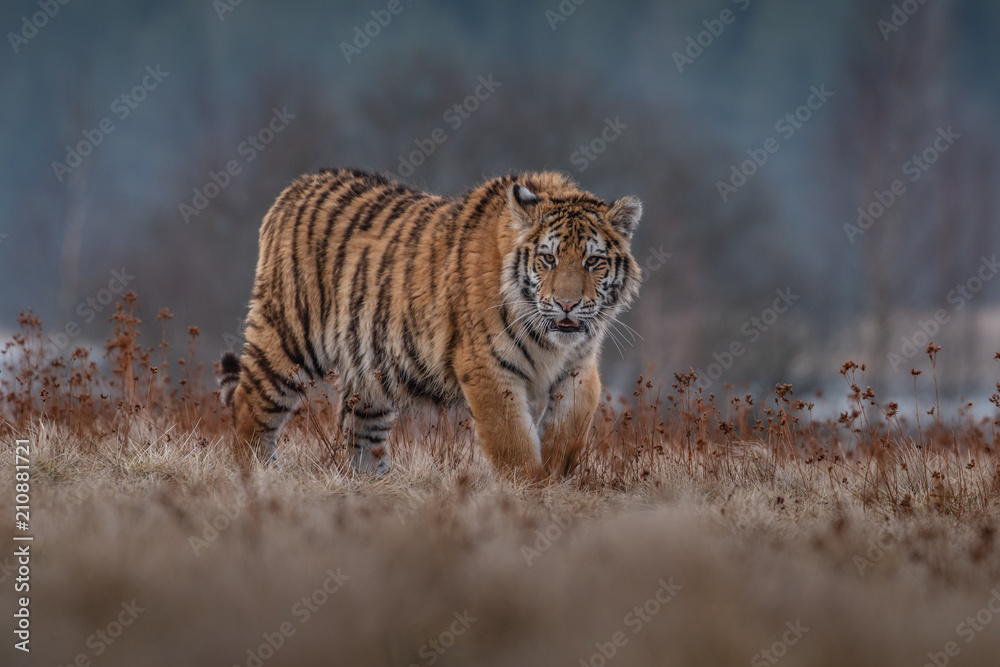 Obraz premium Siberian Tiger in the snow (Panthera tigris)