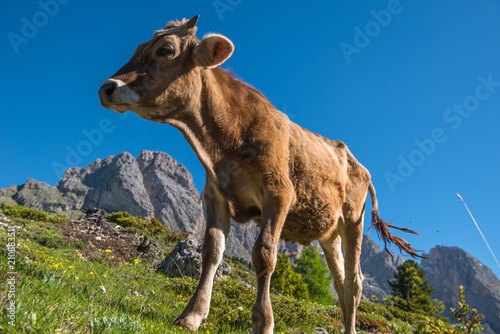 Cow at Gardena Valley