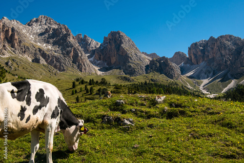 Cow at Gardena Valley