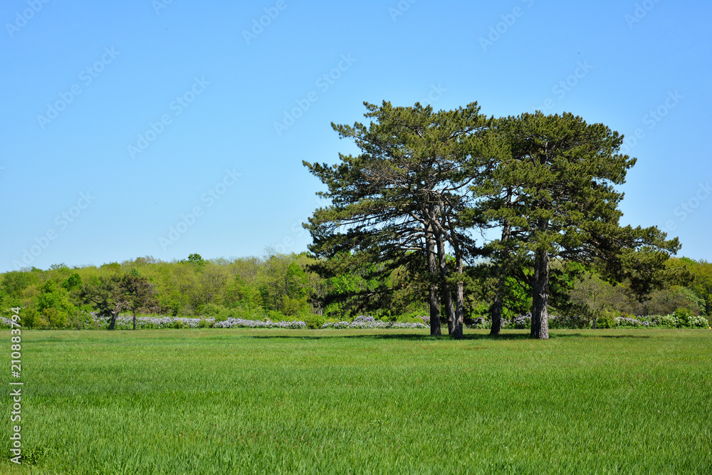 Pines in the spring park. Falz-Fein Biosphere Reserve “Askania Nova”, Ukraine.