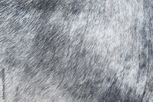  Grey soft wool texture background of natural fluffy fur of gray cow.