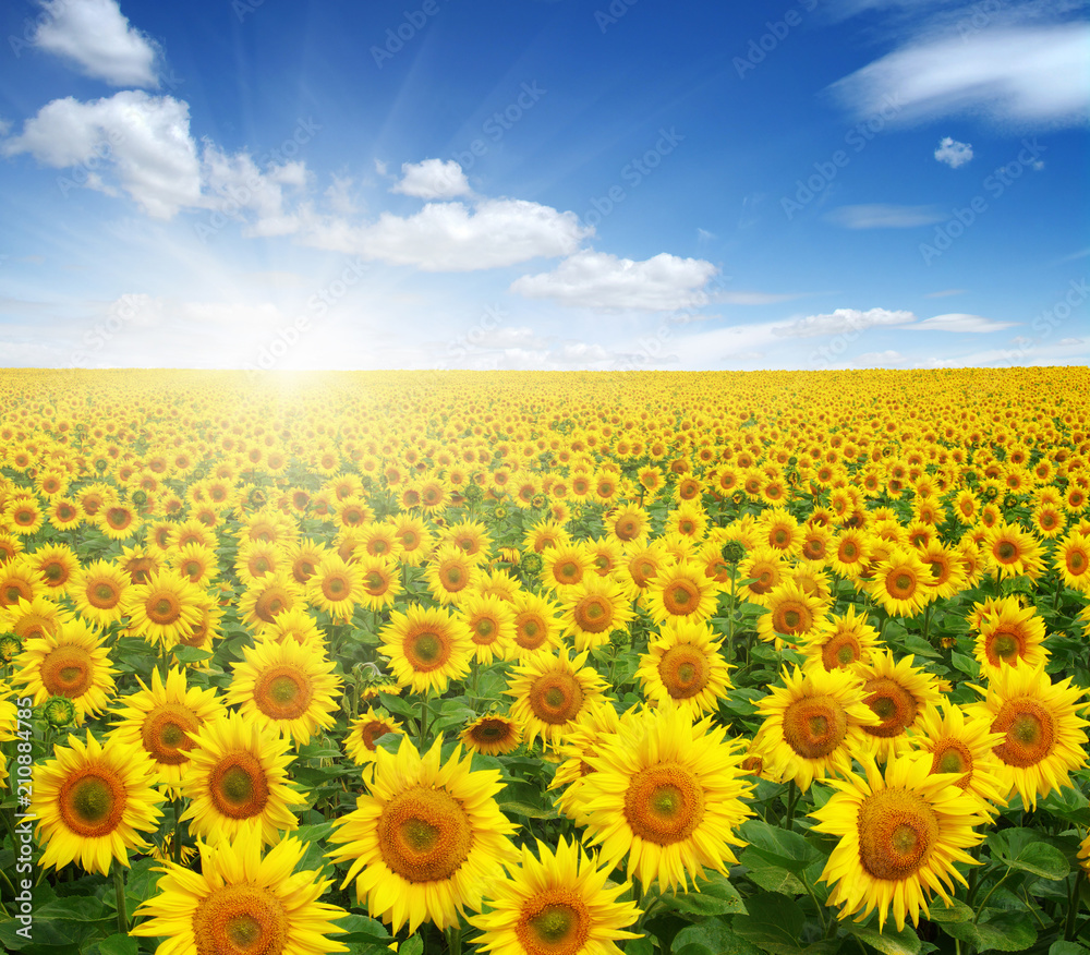 Fototapeta premium field of sunflowers