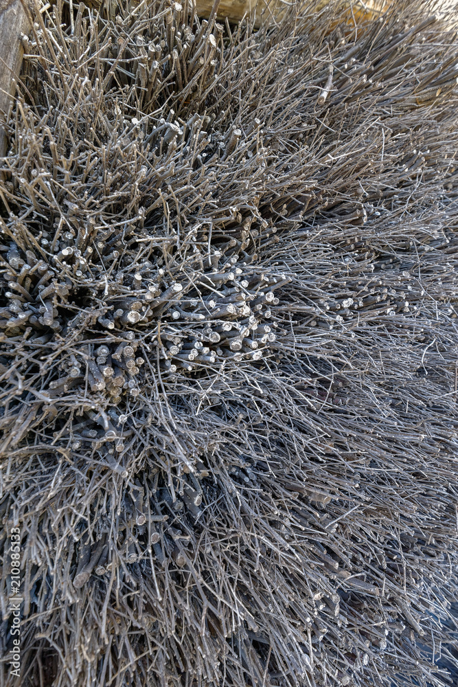 Close-up view of brushwood with mineral deposits. Close-up view of brushwood with mineral deposits.