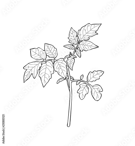 Vector illustration, isolated young tomato sprout with leaves in black and white colors, outline hand painted drawing
