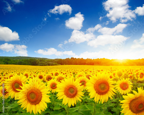 Fototapeta Naklejka Na Ścianę i Meble -  field of sunflowers