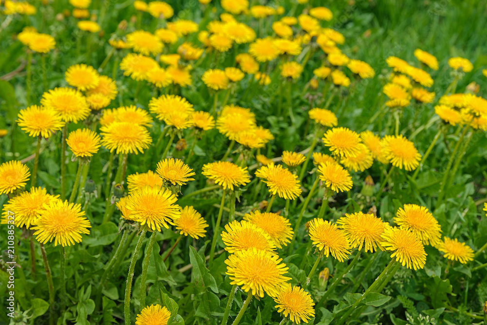 Obraz premium Blossoming yellow dandelions covering a lawn.