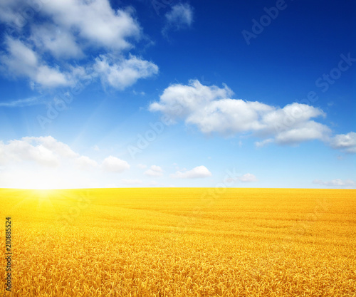 Wheat field and sun