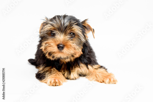 Cute york puppy on a white background