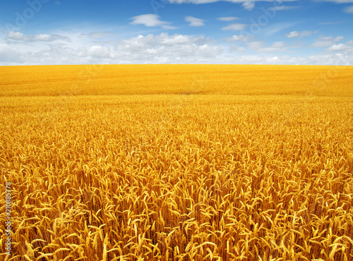 wheat field and clouds