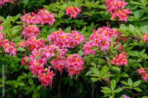 Bright pink and yellow flowers of blooming azalea on the bush.