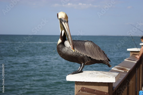 Pelican in Clearwater Beach