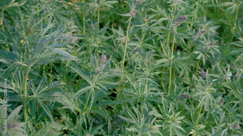 Hemp during flowering. Movement of the camera over the cannabis field. Video shooting from the hands of sprouts of young marijuana. Hemp during flowering. Movement of the camera over the cannabis field. Video shooting from the hands of sprouts of young marijuana.