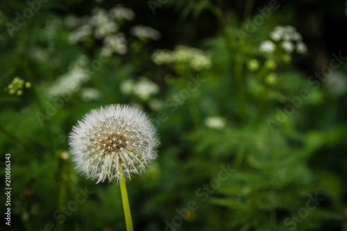 Dandelion