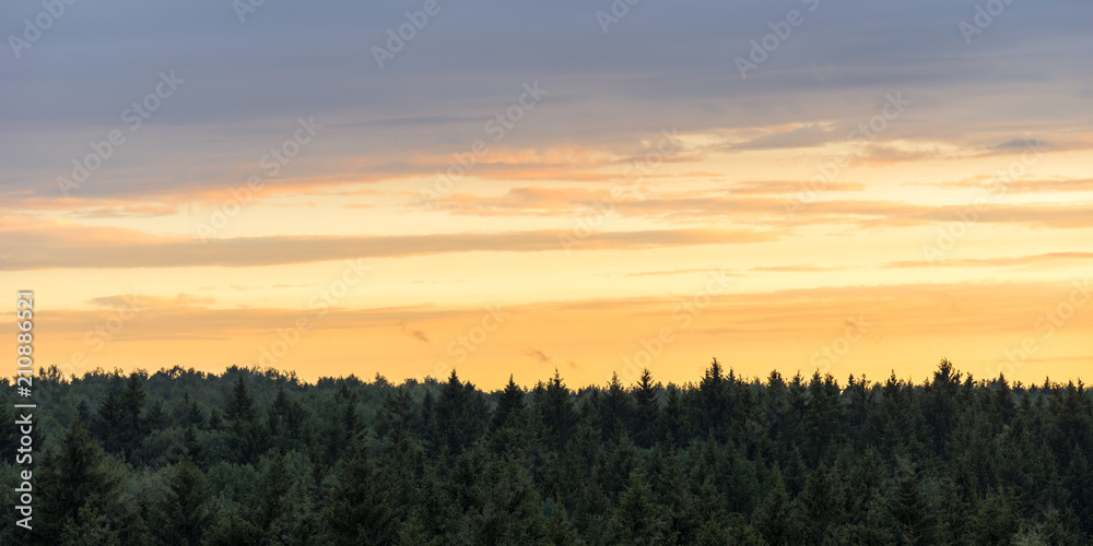 Fototapeta premium Vibrant orange sunset sky with clouds on horizon over the coniferous green forest