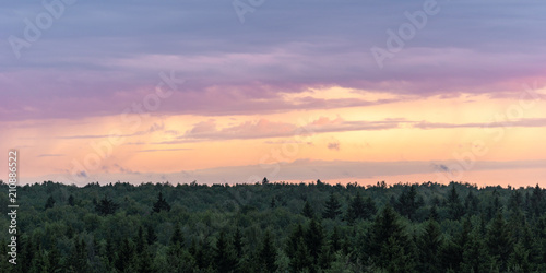 Fototapeta Naklejka Na Ścianę i Meble -  Colorful magenta sunset sky with clouds on horizon over the coniferous green forest