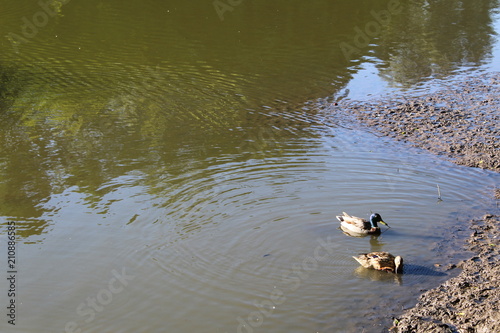 Wild ducks swim in the pond in the summer in the Botanical garden of Moscow.