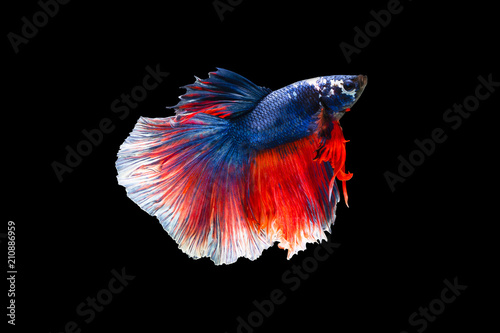 Foto The moving moment beautiful of siamese betta fish in thailand on black background