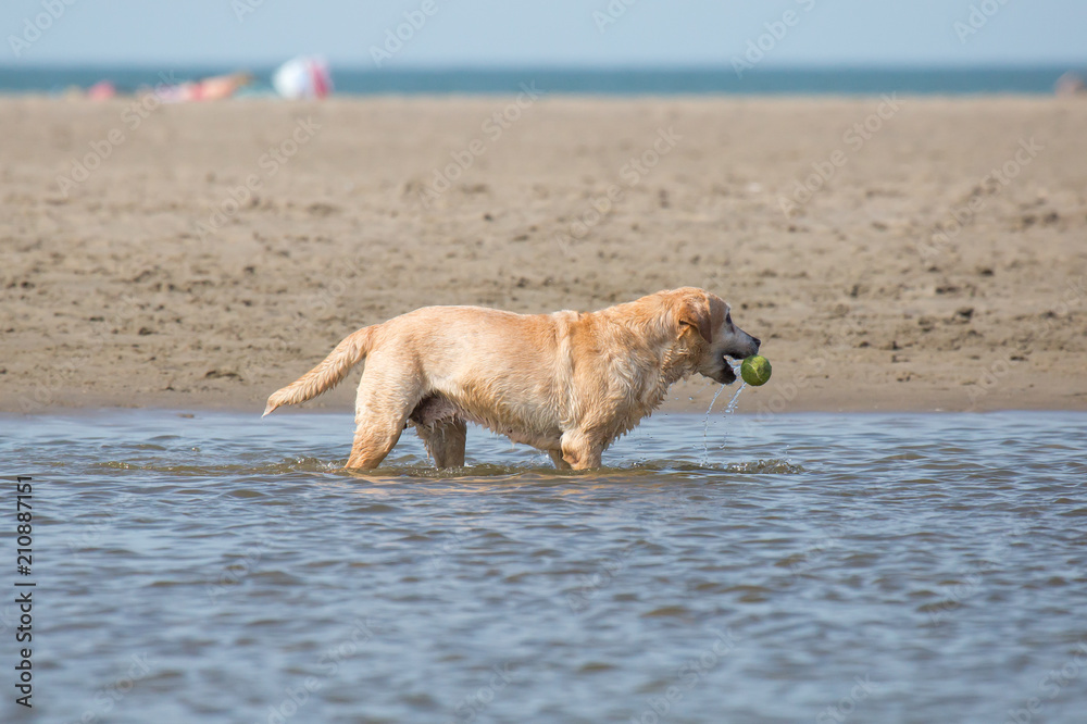 Hund spielt mit Ball im Meer