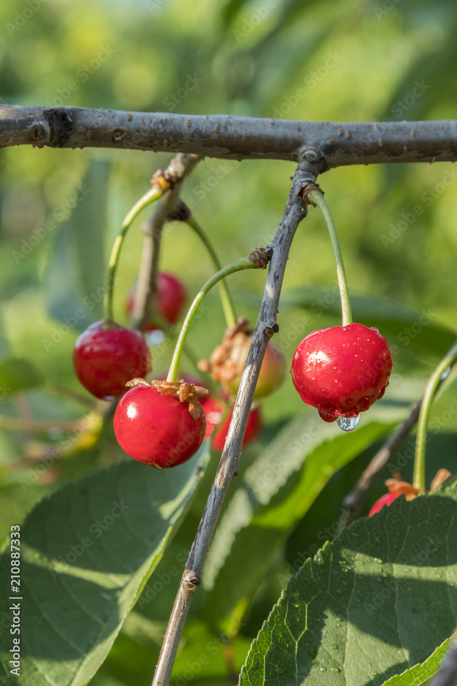 Obraz premium Cherries hanging on a cherry tree branch.